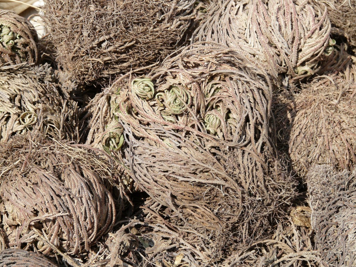 Zmartwychwstanki pod okiem naukowców. Chcą zbadać ich genotyp Zmartwychwstanki pod okiem naukowców. Chcą zbadać ich genotyp