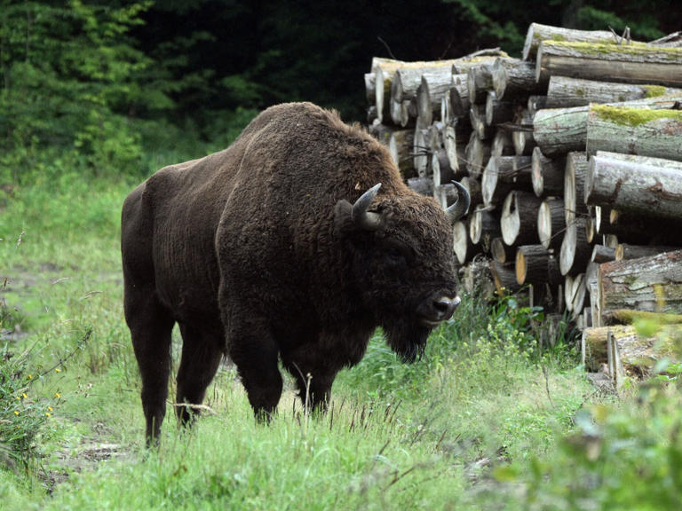 Żubr Borys odstrzelony w Białowieży. Mieszkańcy nie kryją oburzenia Żubr Borys odstrzelony w Białowieży. Mieszkańcy nie kryją oburzenia
