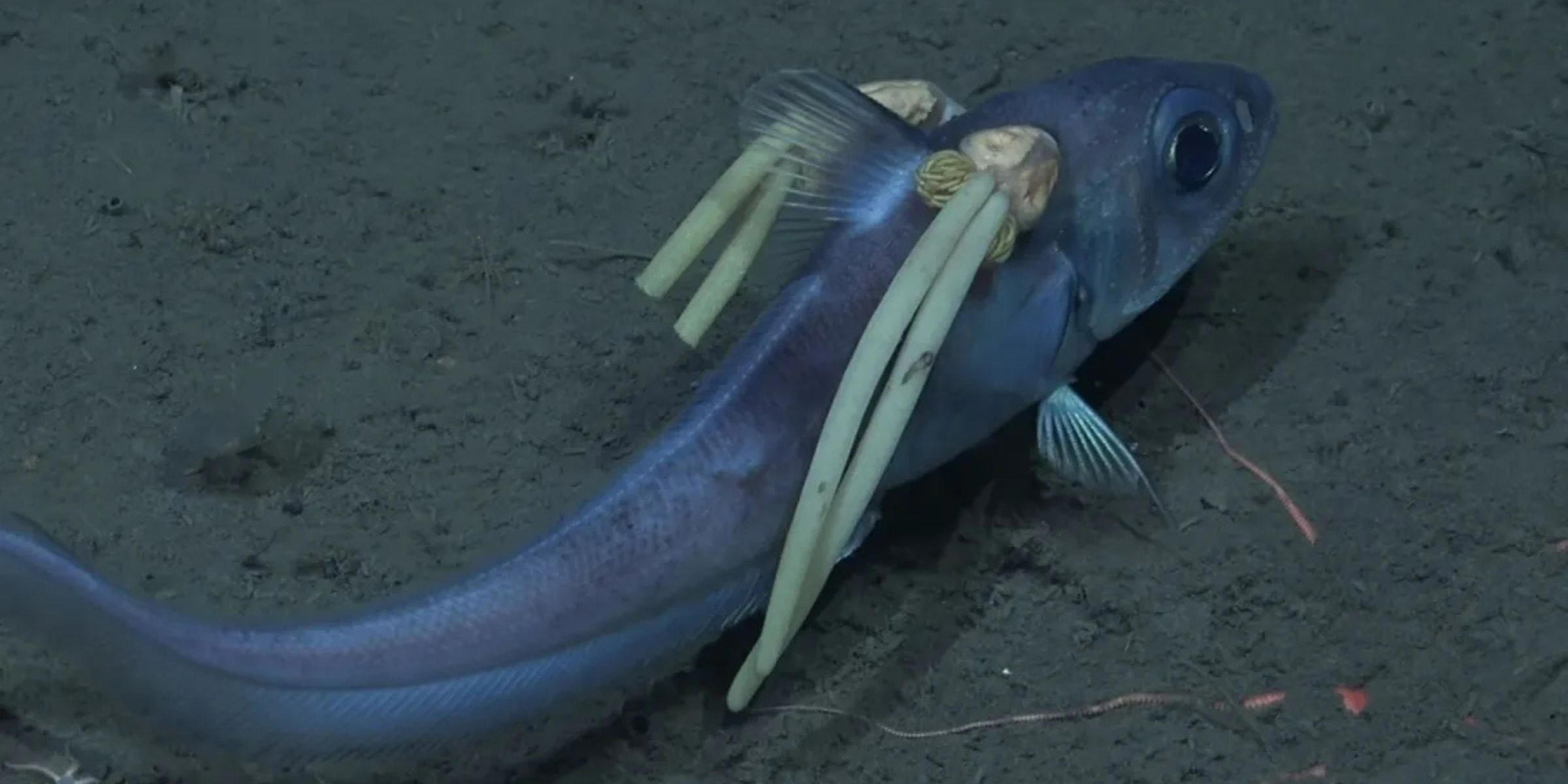 Przełomowe odkrycie naukowców. W głębinach oceanu znaleziono wampiry Przełomowe odkrycie naukowców. W głębinach oceanu znaleziono wampiry