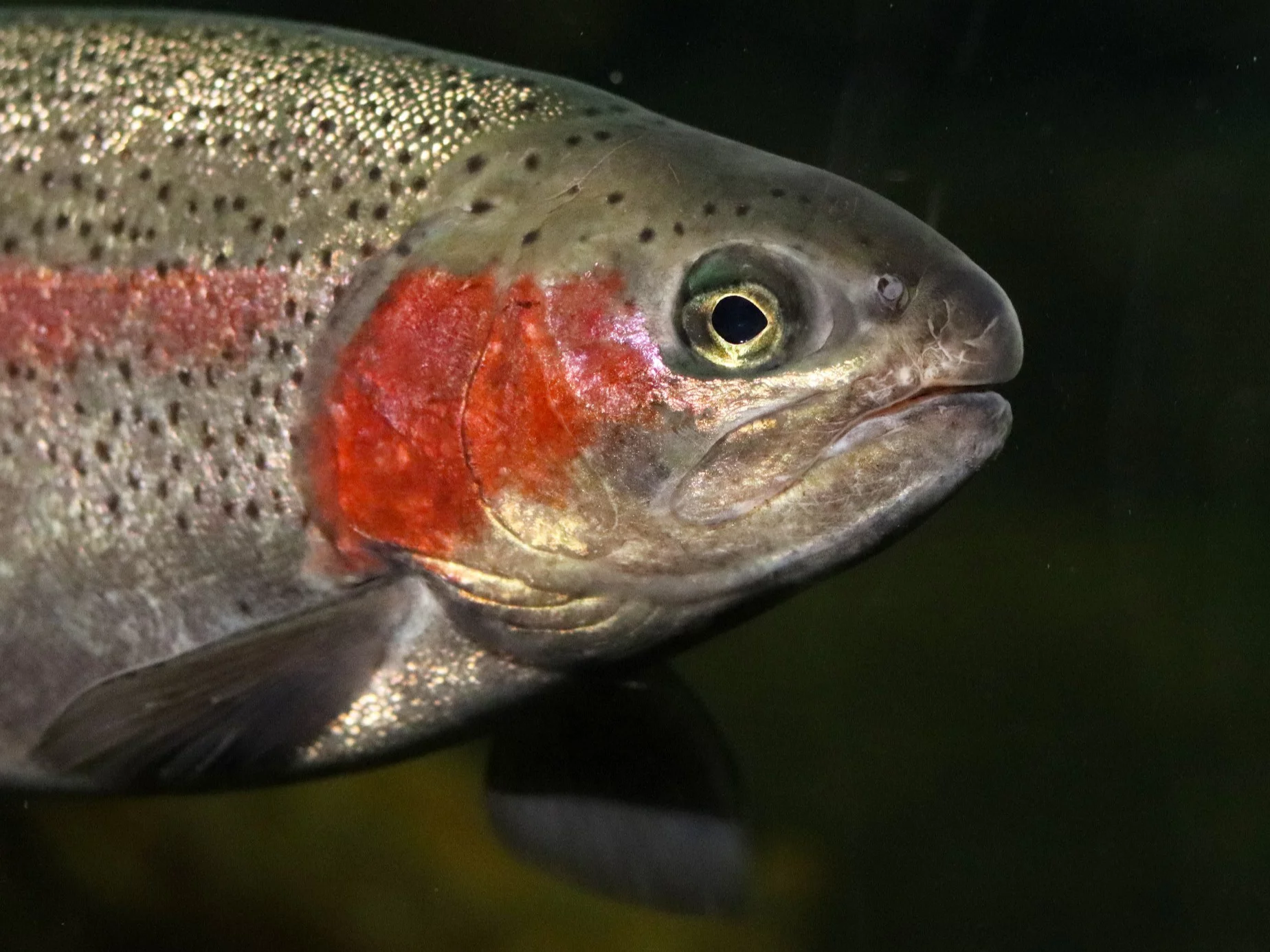 Wędkarz złowił gigantycznego pstrąga. Myślał, że to tarpon Wędkarz złowił gigantycznego pstrąga. Myślał, że to tarpon